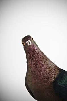 a close up of a pigeon on a white background