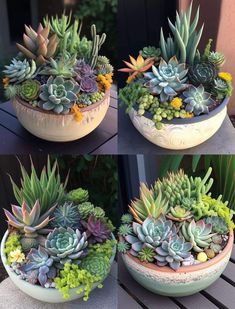 three different types of succulents in pots