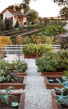 a garden filled with lots of different types of plants and vegetables on top of gravel