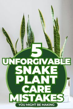 the words 5 unforgivable snake plant care makes you might be making money