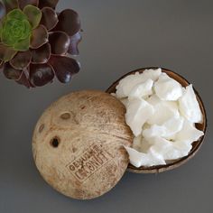 coconuts and other food are sitting on a gray surface next to a succulent plant