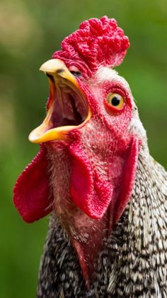 a close up of a rooster with its mouth open