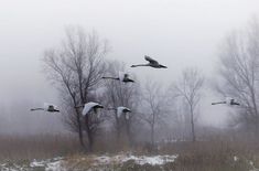 a flock of birds flying over a snow covered field next to trees in the fog