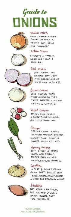 an illustrated guide to onions on a white background with green and red lettering in the middle