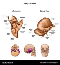 an image of the bones and their corresponding structures in this diagram, there are two different views