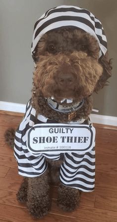 a brown dog wearing a black and white striped outfit with a sign that says, gutsy shoe thief