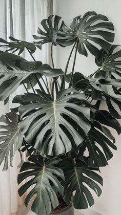 a potted plant with large green leaves on it's side in front of a window