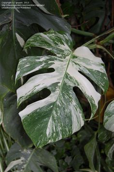 a green and white plant with large leaves