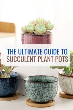 the ultimate guide to succulent plant pots