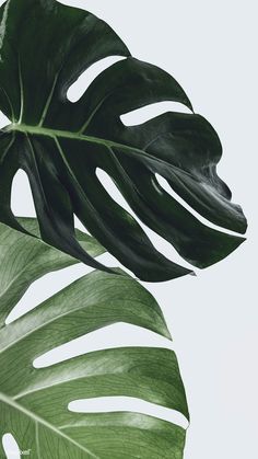 a large green leaf on a white background