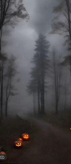 three pumpkins sitting in the middle of a foggy forest