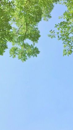 an airplane is flying through the blue sky with green leaves on it's branches