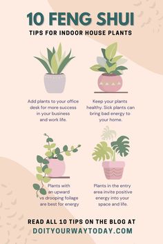 the top ten house plants that are easy to grow in pots and potted on