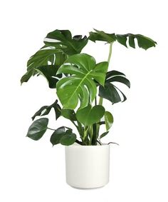 a potted plant with large green leaves