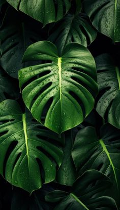 green leaves with drops of water on them are seen in this image from the top view