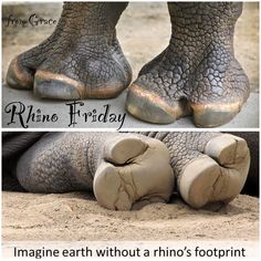 an elephant's foot with the caption imagine earth without a rhino's footprint