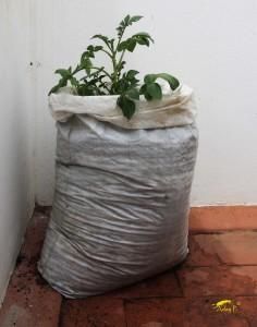 a bag full of plants sitting on the ground next to a wall with a plant growing out of it