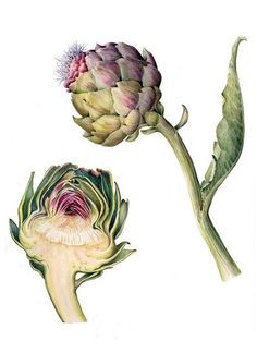 an artichoke flower and its buds are shown in three different stages of blooming