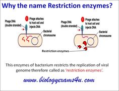 a diagram showing how to use the name restriction enzymes