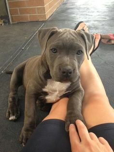 a person is petting a gray dog on the floor in front of a brick building