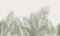 an image of palm leaves on a white background