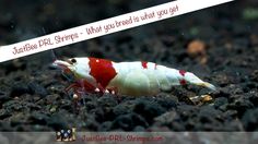 a red and white fish with a caption that reads, just be rl shrimps - what you need to know if you get