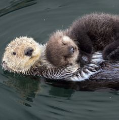 two baby sea otters cuddle on the back of their mother's head