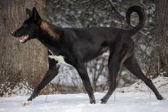 a black and brown dog walking in the snow next to some tree's with it's mouth open