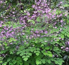 purple flowers and green leaves in the woods