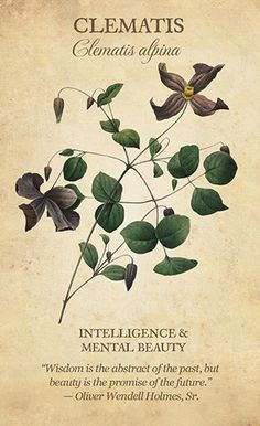 an old poster with flowers and leaves on it's back cover for the book, elements alunaa