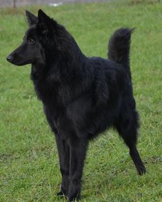 a large black dog standing on top of a lush green field