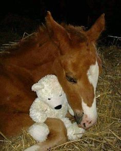 a brown and white horse laying down next to a stuffed animal on hay covered ground