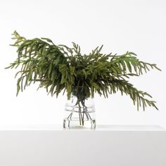 a plant in a clear glass vase on a white surface with no one around it