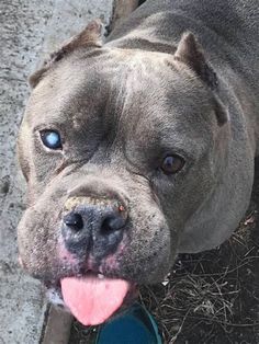 a close up of a dog with its tongue out