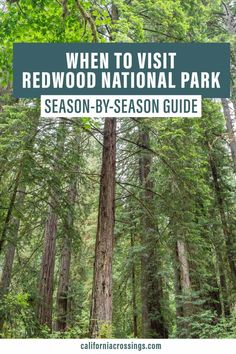 the redwood national park with text overlay that reads when to visit redwood national park season - by - season guide