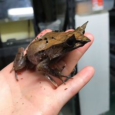 a small brown frog sitting on top of a persons hand