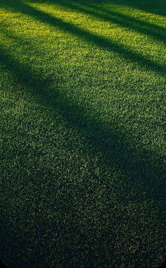 the shadow of a tree on green grass