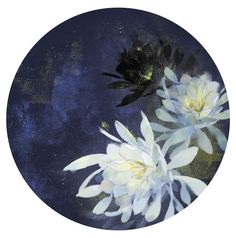 two white and black flowers on a blue background