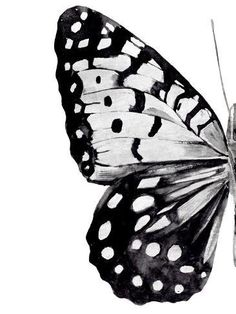 a black and white butterfly with spots on it's wings