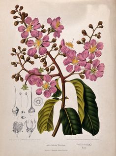 an illustration of pink flowers with green leaves