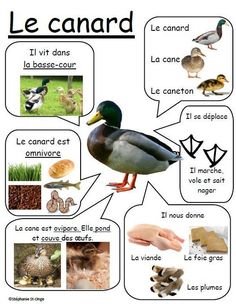 a poster with different types of animals and their names in french, including the words le canard