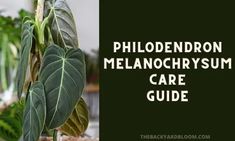 the phlodendron melanocrystum care guide is shown in this image