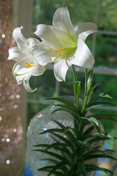 two white flowers are in a clear vase