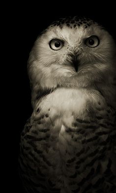 an owl is sitting in the dark with its eyes wide open