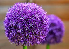 two purple flowers sitting next to each other