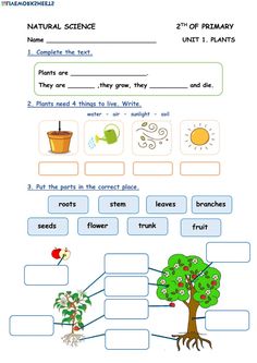 an image of a plant and its parts in the spanish language with pictures on it