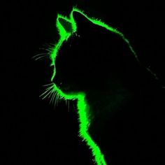 a cat is glowing green in the dark