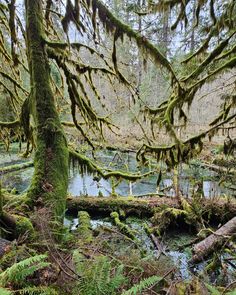 Trees draped in moss hang over a river and forest floor in the Hoh Rainforest. Hoa Rainforest Washington, Twilight Forks Washington, Washington Twilight Aesthetic, Hoh Rainforest, Forks Twilight, Forks Washington Twilight, Hoh Rain Forest Washington, Forks Washington, Washington State