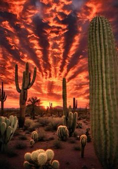 the sun is setting over some cactus plants and cacti in the foreground