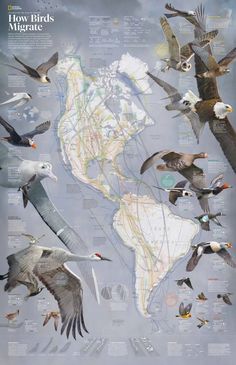 an illustrated map with birds flying around the world in different colors and sizes, including seagulls